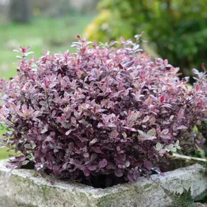 Picture - Plantipp BV