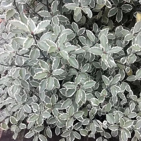 Pittosporum tenuifolium 'Collaig Silver'