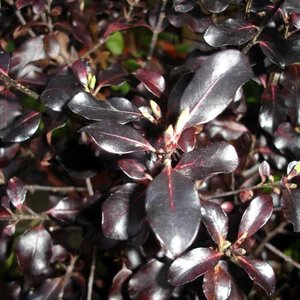 Pittosporum tenuifolium 'Dark Diva'