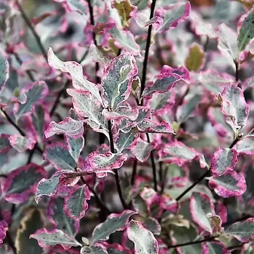 Pittosporum tenuifolium 'Elizabeth' 3L