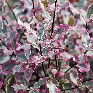 Pittosporum tenuifolium 'Elizabeth' 2L