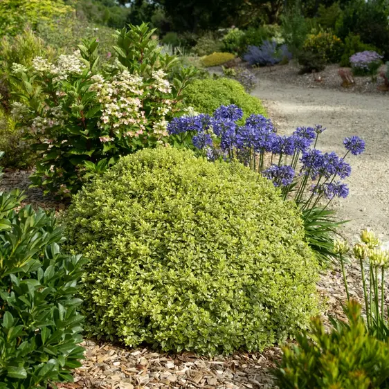 Pittosporum tenuifolium 'Glo Ball' - image 2