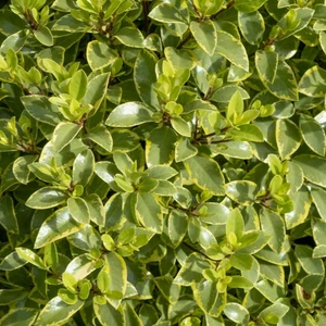 Pittosporum tenuifolium 'Glo Ball' - image 1