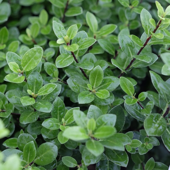 Pittosporum 'Golf Ball' 15L