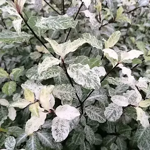 Pittosporum tenuifolium 'Irene Paterson' 15L