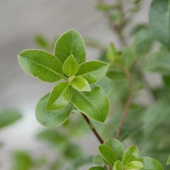 Picture - Minier Nurseries
