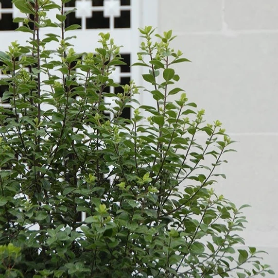 Picture - Minier Nurseries