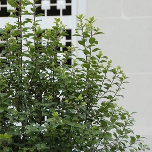 Picture - Minier Nurseries