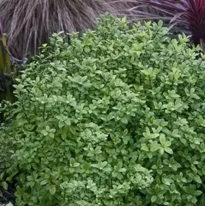 Picture Credit - Minier Nurseries