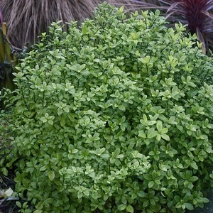 Pittosporum tenuifolium 'Midget' 5L