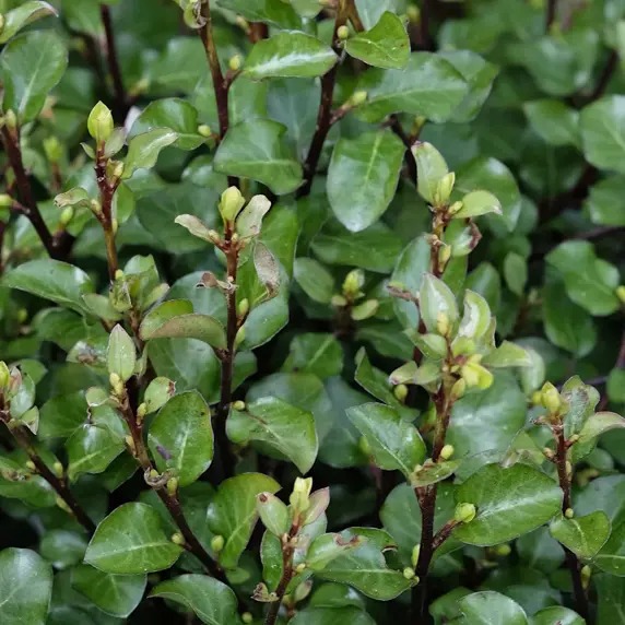 Pittosporum tenuifolium 'Oliver Twist'