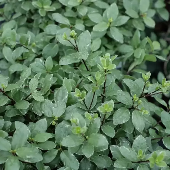 Pittosporum tenuifolium 'Silver Ball' 2L