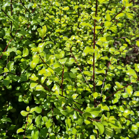Pittosporum tenuifolium 'Tandara Gold'