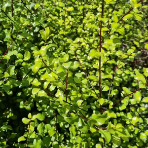Pittosporum tenuifolium 'Tandara Gold'