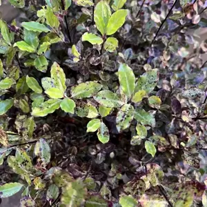 Pittosporum tenuifolium 'Tom Thumb' 15L - image 1