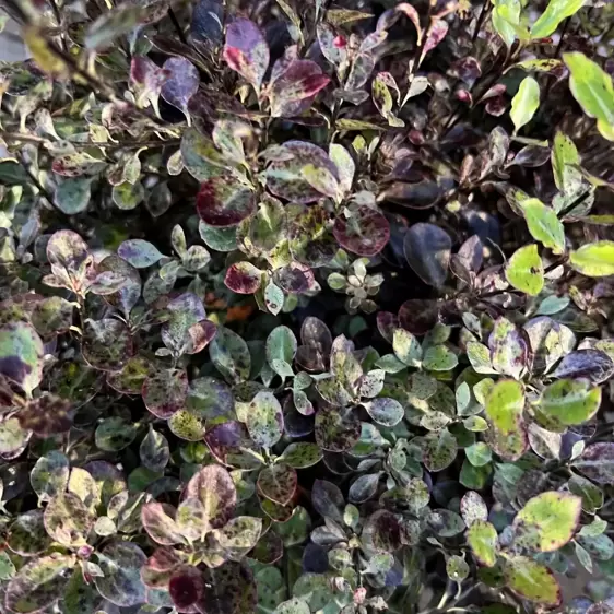 Pittosporum tenuifolium 'Tom Thumb' 15L - image 2