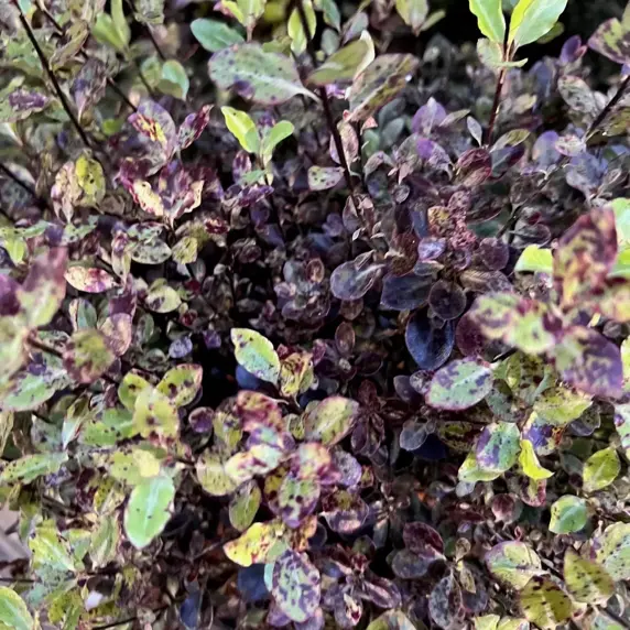 Pittosporum tenuifolium 'Tom Thumb' 15L - image 3