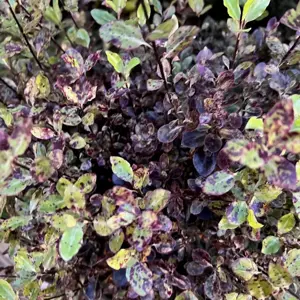 Pittosporum tenuifolium 'Tom Thumb' 15L - image 3