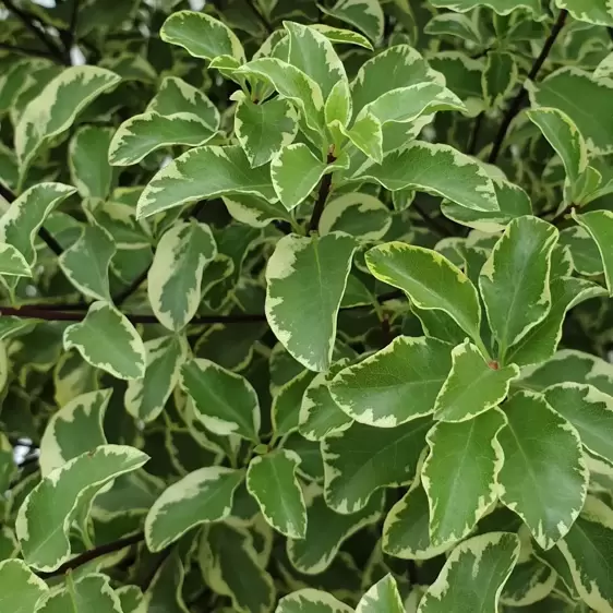 Pittosporum tenuifolium 'Variegatum' 15L