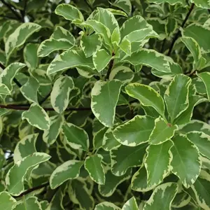Pittosporum tenuifolium 'Variegatum'