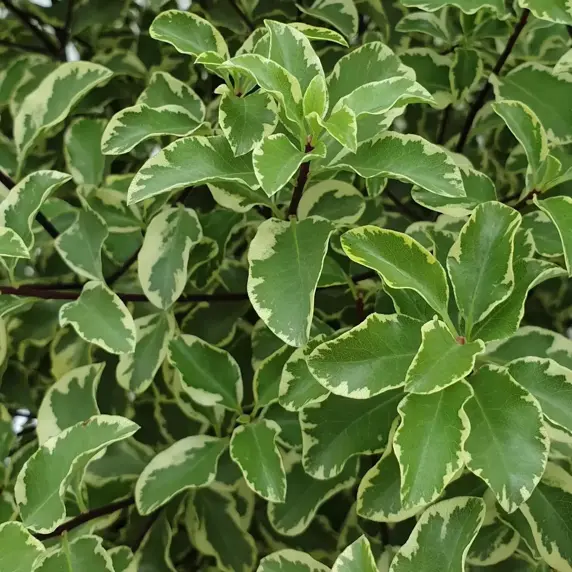 Pittosporum tenuifolium 'Variegatum'