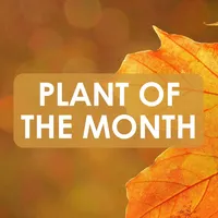 Plant of the Month