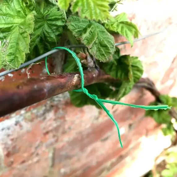 Plant Twists 8" - image 2