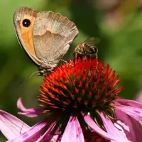 Plants for Pollinators