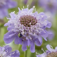 Plants for the Garden
