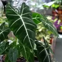 Plants for the Home