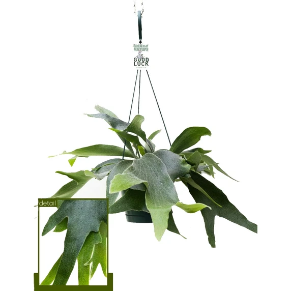 Platycerium alcicorne 14cm Hanging Pot