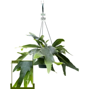 Platycerium alcicorne 14cm Hanging Pot