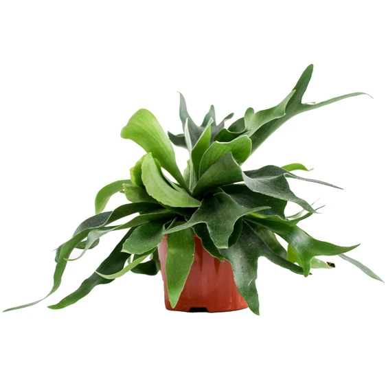 Platycerium alcicorne