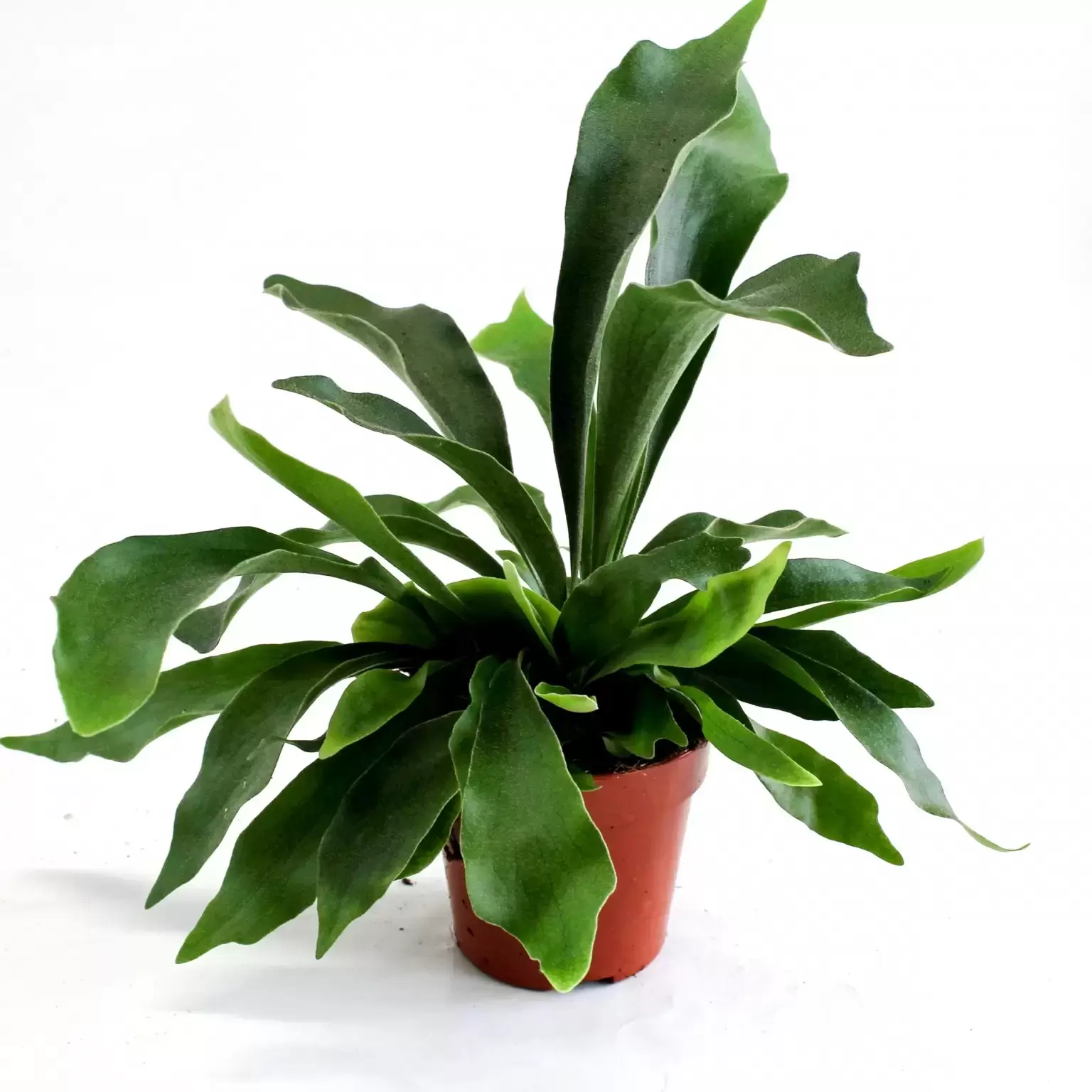 Platycerium bifurcatum - Cowell's Garden Centre | Woolsington