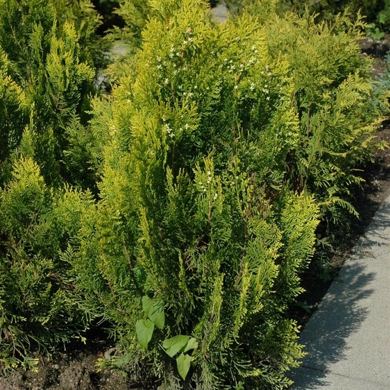 Platycladus orientalis 'Aurea Nana' 4L - image 2
