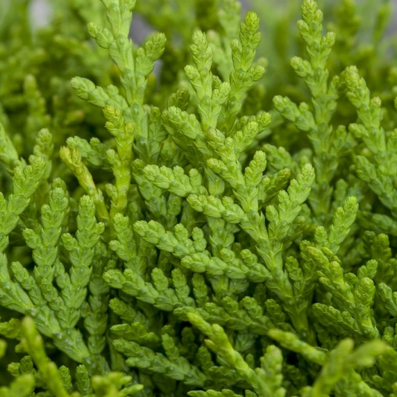 Platycladus orientalis 'Aurea Nana' 12L - image 2