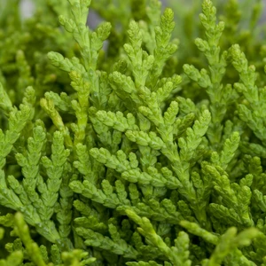 Platycladus orientalis 'Aurea Nana' 12L - image 2
