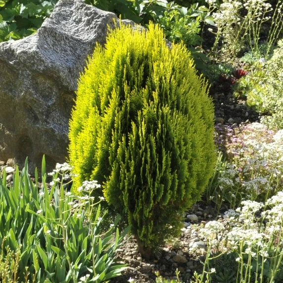 Platycladus orientalis 'Aurea Nana' 12L - image 1