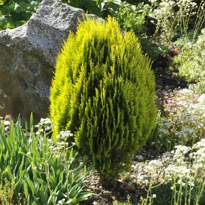 Platycladus orientalis 'Aurea Nana' 12L - image 1