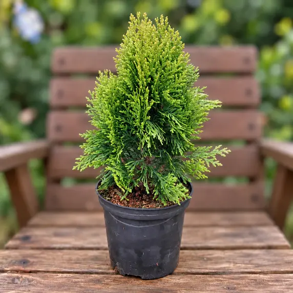 Platycladus orientalis 'Morgan' 1L - image 2