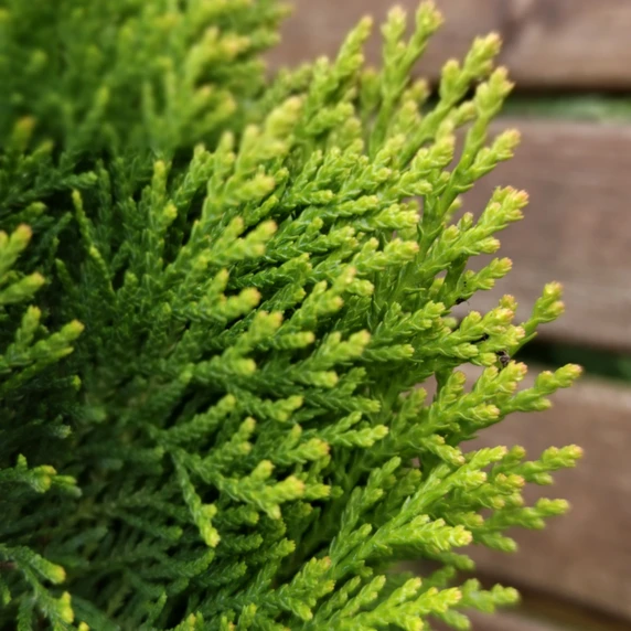 Platycladus orientalis 'Morgan' 1L - image 1