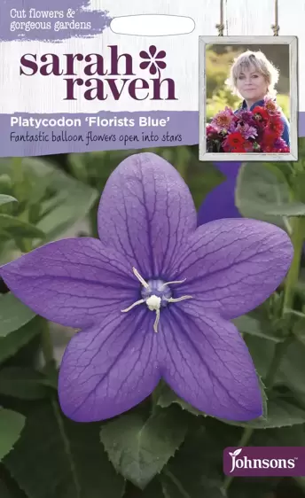 Platycodon Florists Blue - image 1