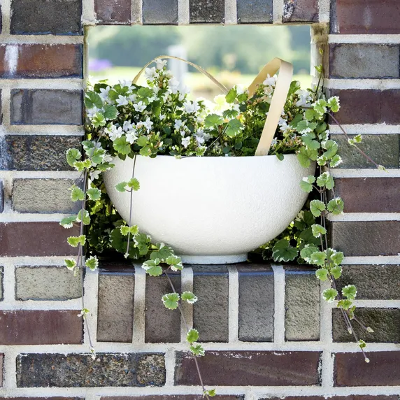 Plecanthrus - image 2