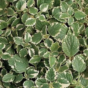 Picture - Ball Horticultural