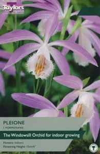 Pleione formosana