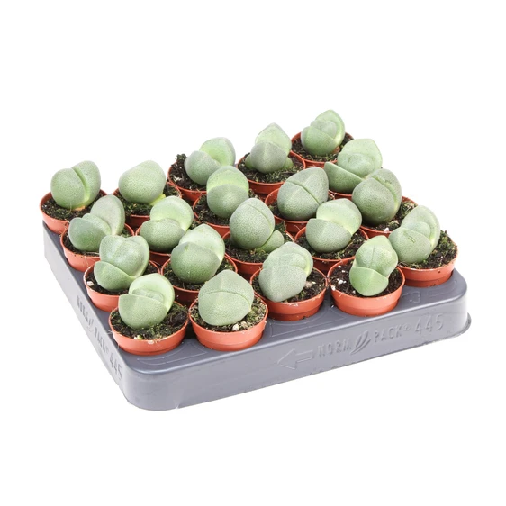Pleiospilos nelii