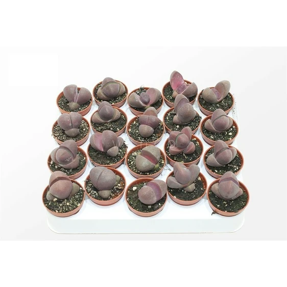 Pleiospilos nelii 'Rubra'