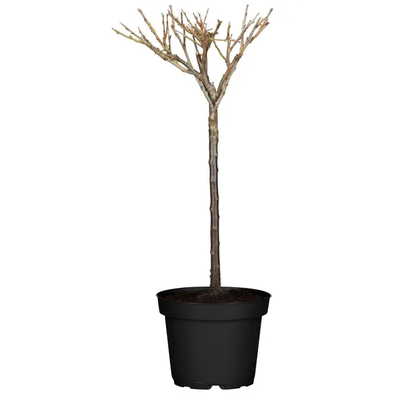 Plum 'Hanna' VVA-1 - image 2