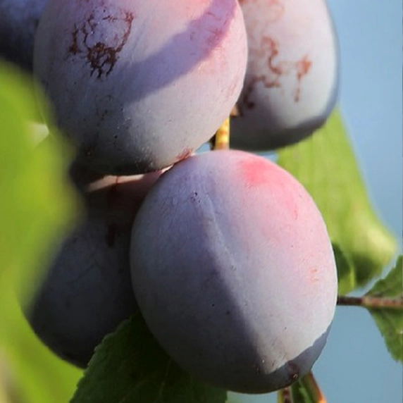 Plum 'Hanna' VVA-1 - image 1