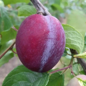 Plum 'Malling Elizabeth'